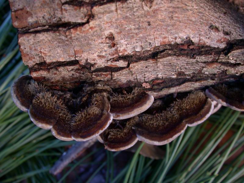 Auricularia mesenterica